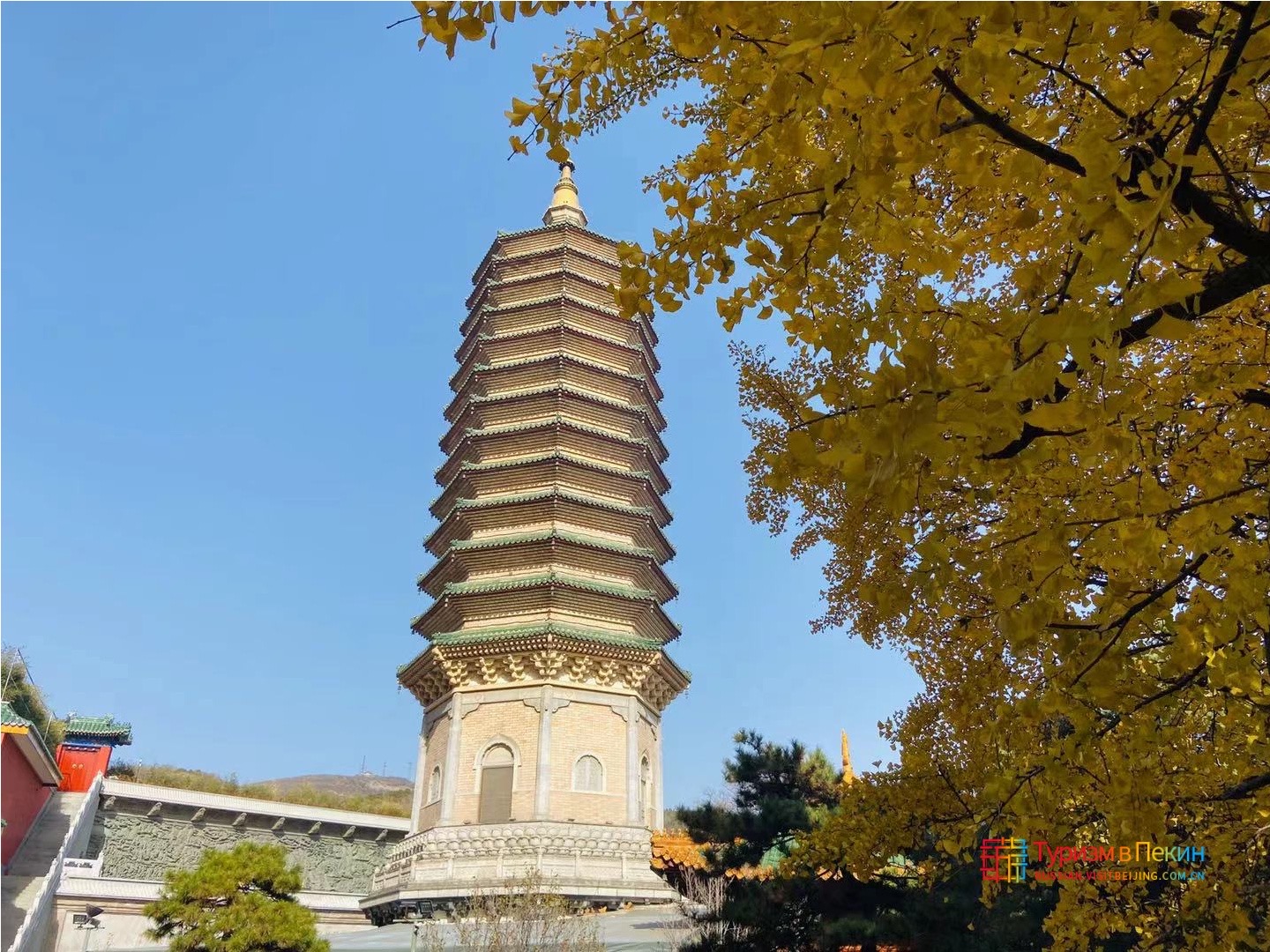 八大处灵光寺塔与金黄银杏叶