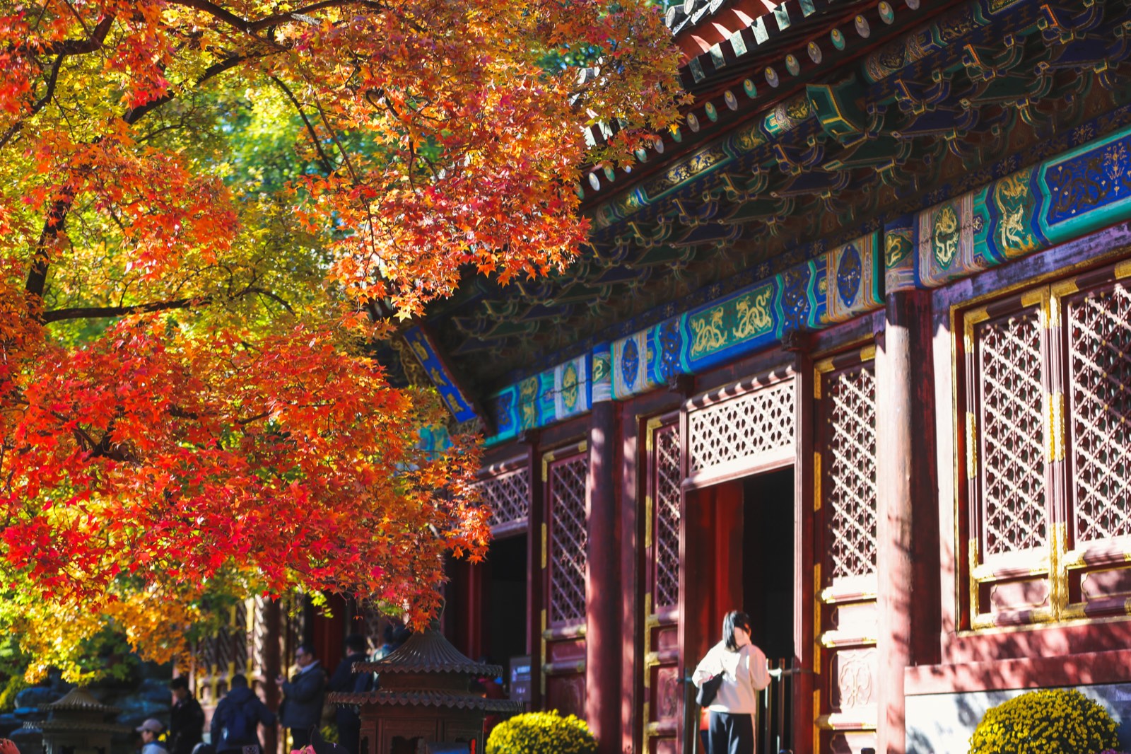 香山秋日红叶与古建筑